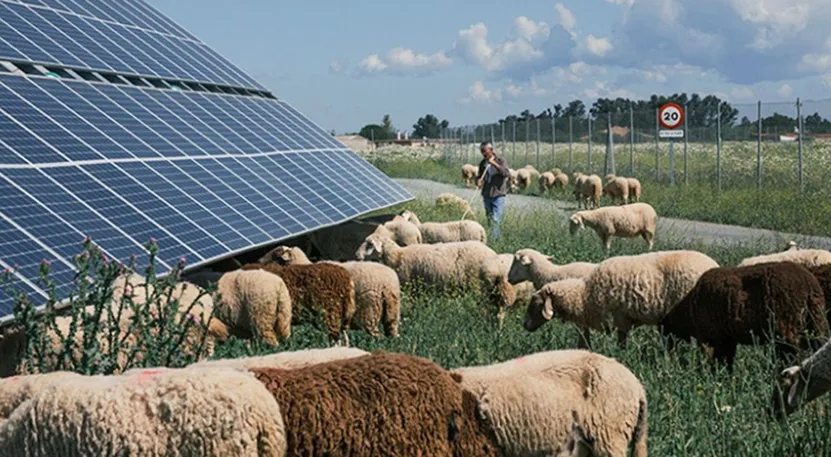 Can Solar Panels Coexist with Nature? Two Case Studies Show the Disruptive Potential of Ecovoltaics